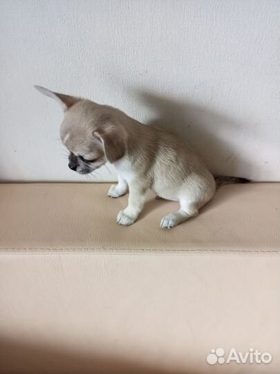 Чихуахуа мальчик