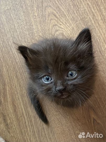 Котята в хорошие руки
