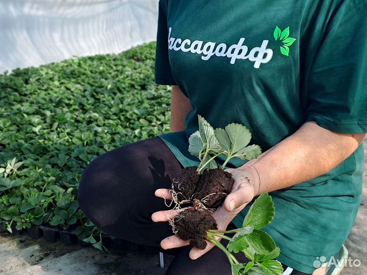 Рассада клубники. Крупная ягода