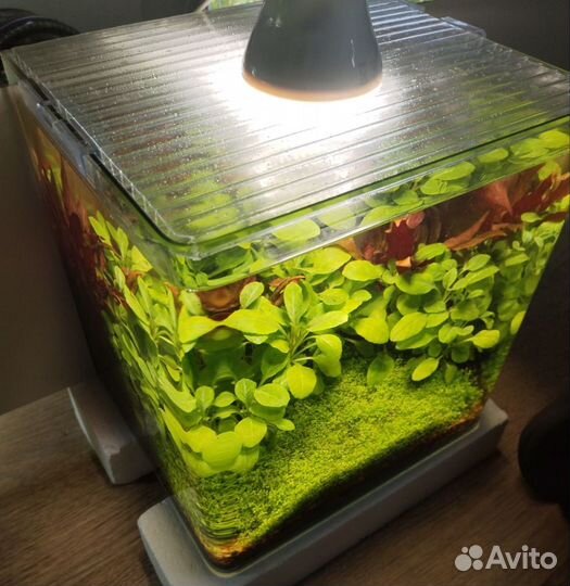 Готовый аквариум с живыми растениями
