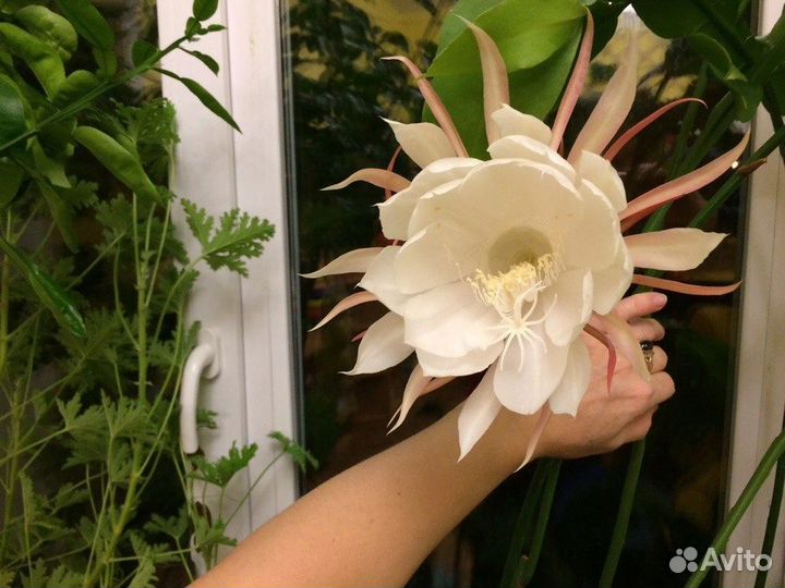 Эпифиллум остролепестный