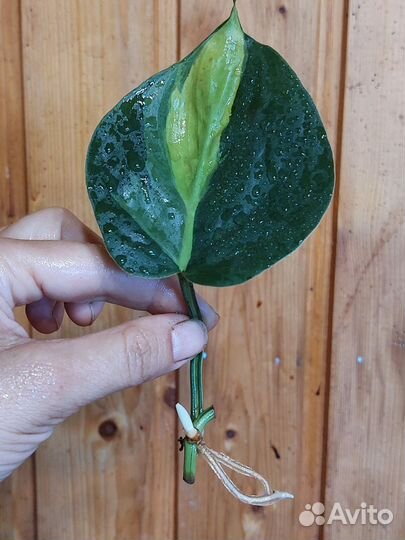 Филодендроны и сциндапсусы