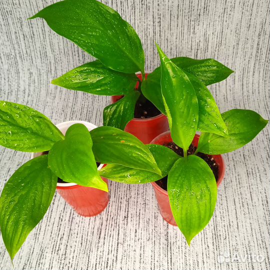 Продам цветы комнатные