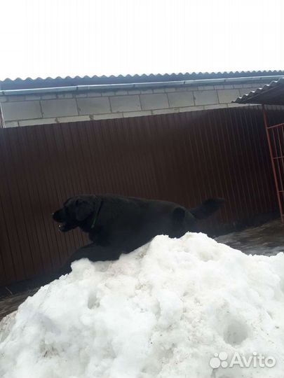Вязка лабрадор