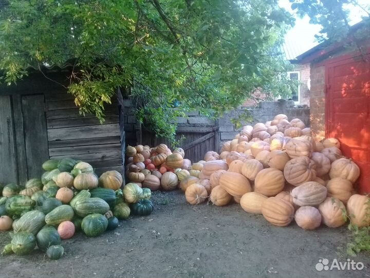 Тыква витаминная