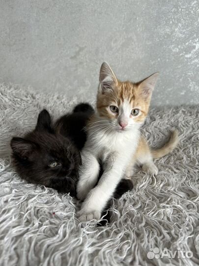 Отдам котят в добрые руки