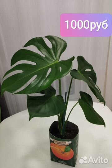 Монстера крупная, с широкими листьями