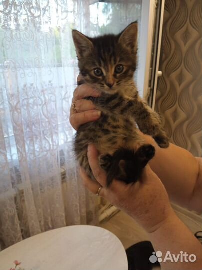 Котята мейн-кун в добрые руки