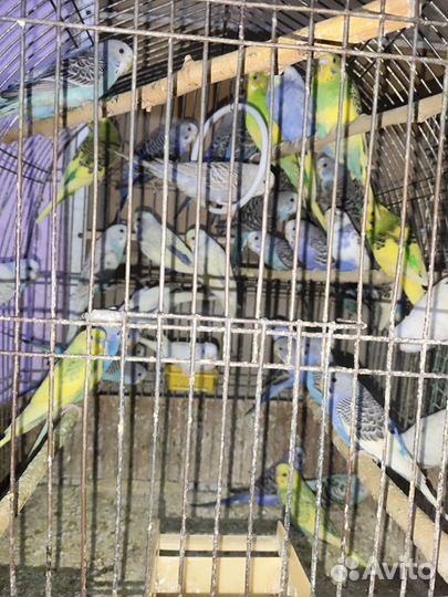 Волнистый попугай