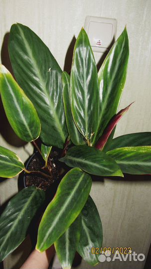 Строманта + Пеперомия