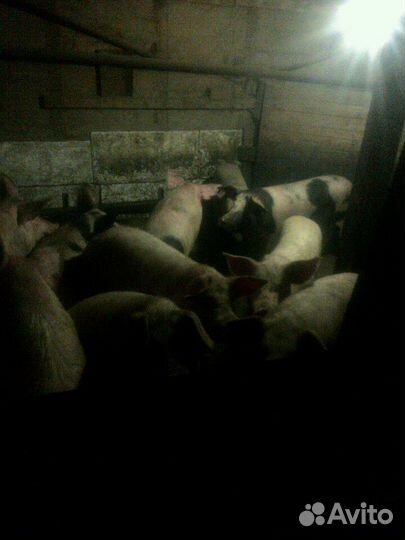 Мясо свинина полутушами, четверть