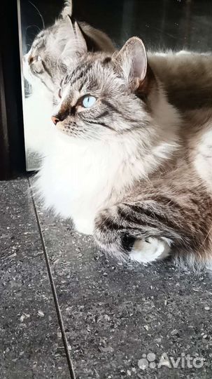 Передержка животных и выгул собак