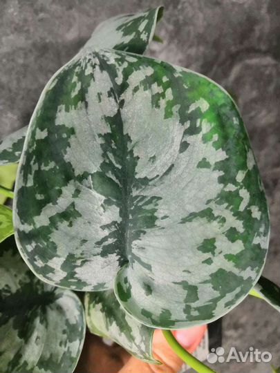 Сциндапсус Silver Queen