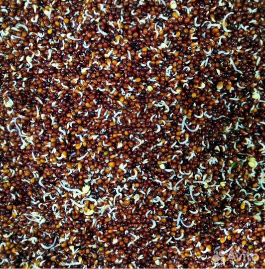 Семена для микрозелени