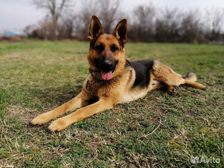 Немецкая овчарка вязка