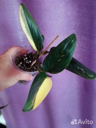 Филодендроны