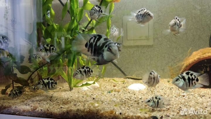 Аквариумные рыбки