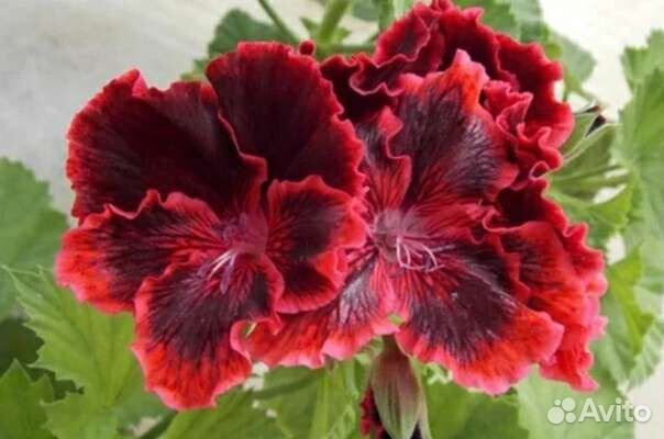 Королевская пеларгония Rimfire