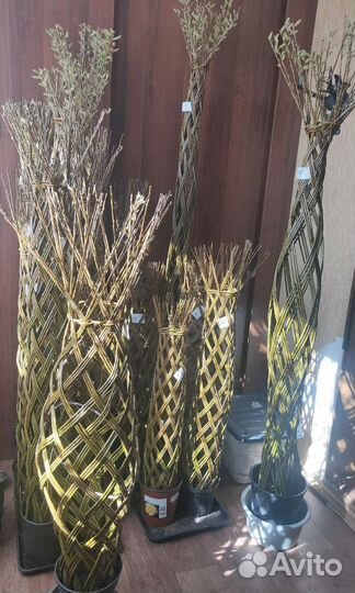 Ива плетеная
