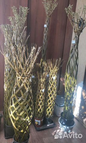 Ива плетеная