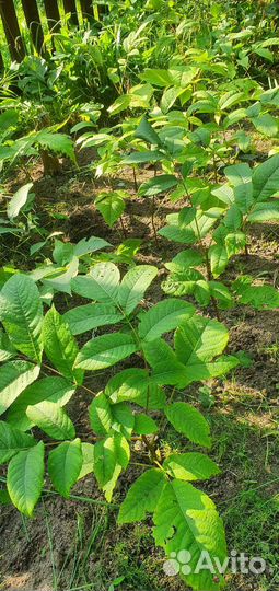 Маньчжурский орех саженцы