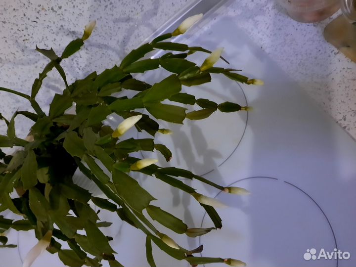 Цветы декабристы