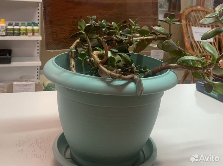 Замиокулькас