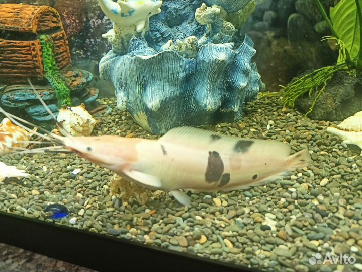 Сом клариус