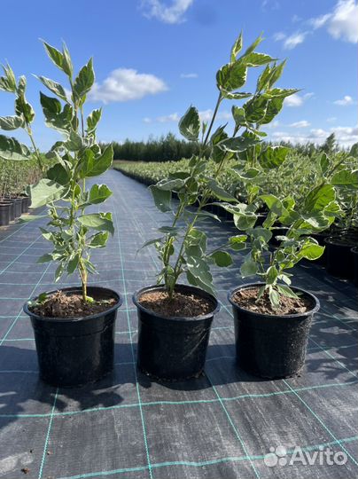 Дерен Элегантиссима