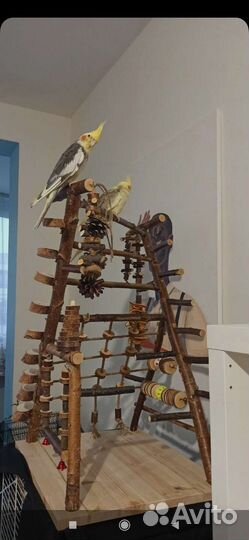 Стенд-присада для птиц