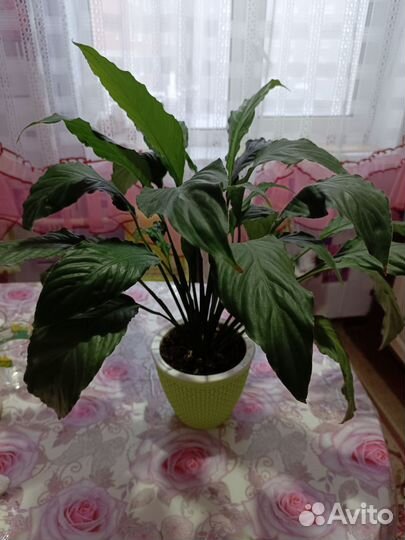 Спатифиллум