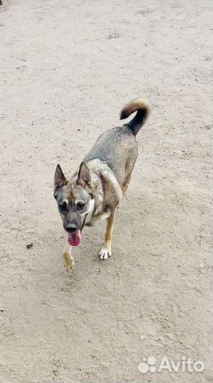 Боне очень нужен дом