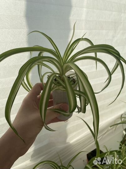 Хлорофитум кудрявый