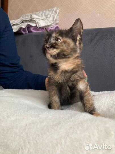 Кошка