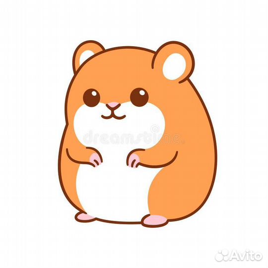 Джунгарский хомяк