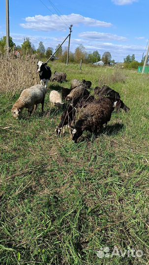 Англо нубийские козы