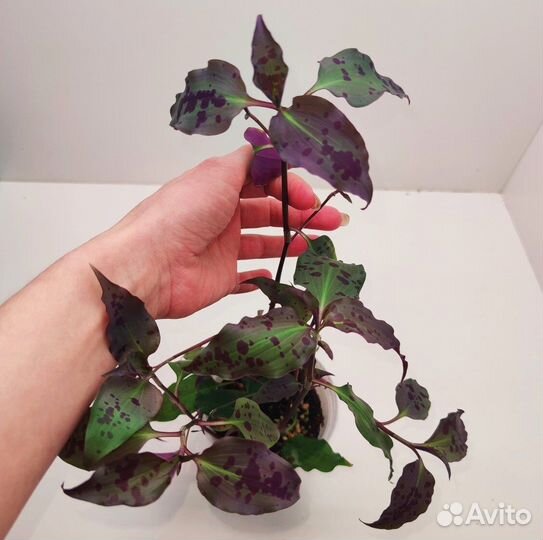 Тинантия, граптофилум, руэлии