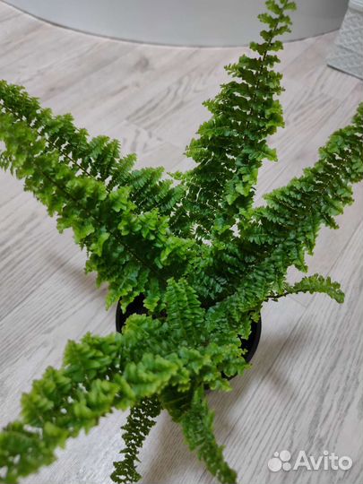 Папоротник