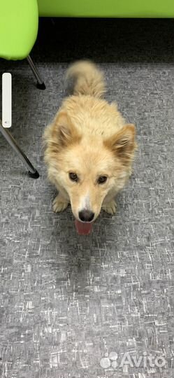 Метис вельш корги и шпица