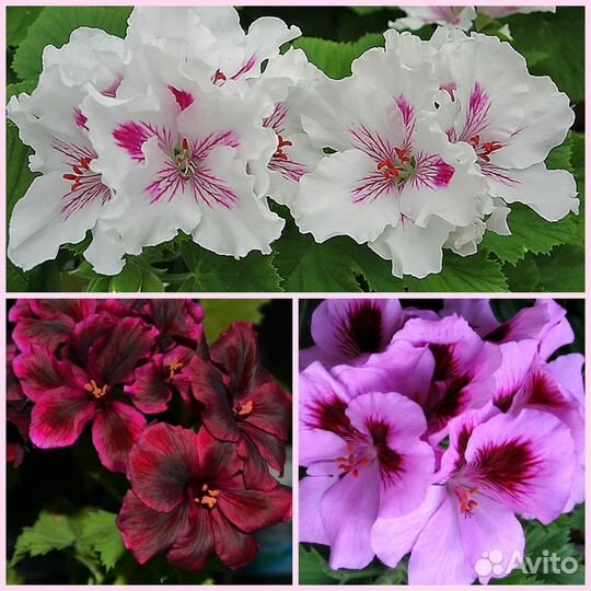 Королевская пеларгония, герань