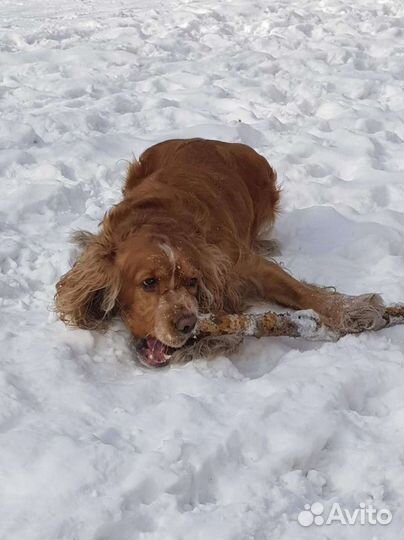 Спаниель на вязку