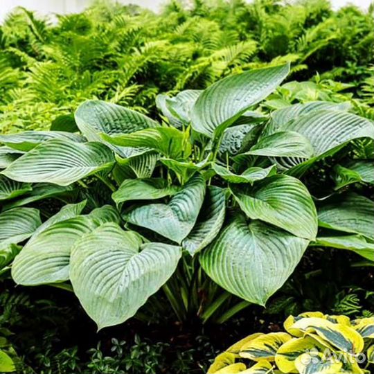 Хосты гиганты