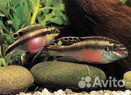 Сомики анциструсы