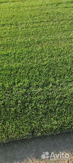 Рулонный газон