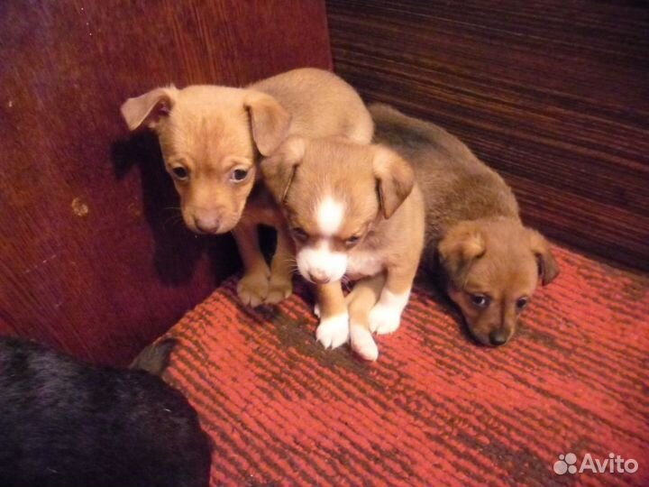 Той-терьер щенки