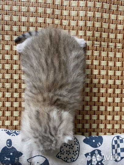 Британские котята