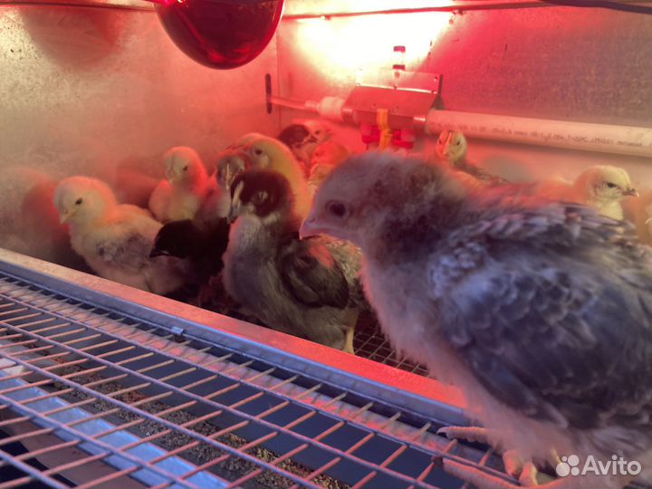 Брудер для цыплят б/у