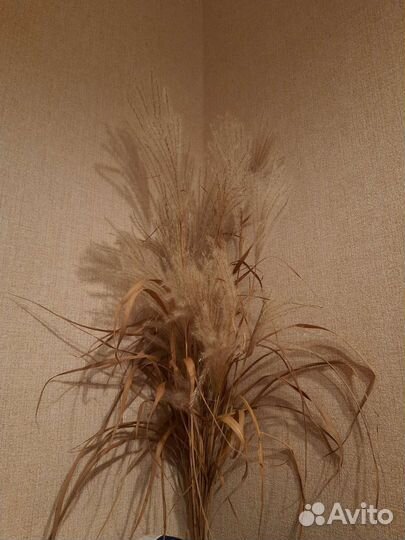 Мискантус, саженцы