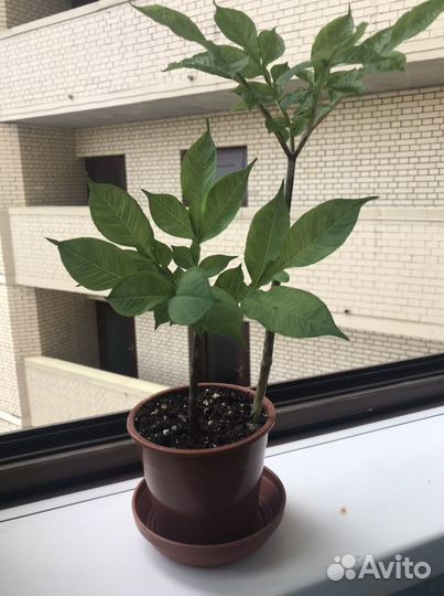 Аморфофаллус