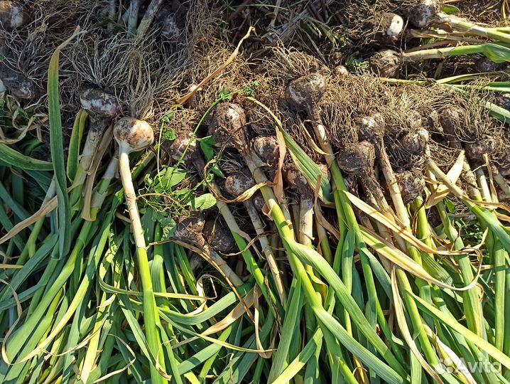 Озимый чеснок